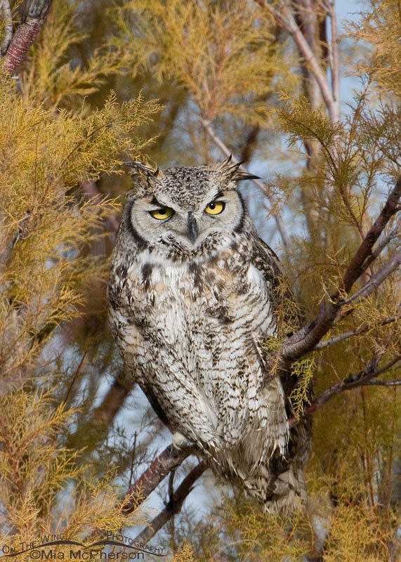 Great Horned Owl - November 22, 2011, Antelope Island State Park, Davis County, Utah 