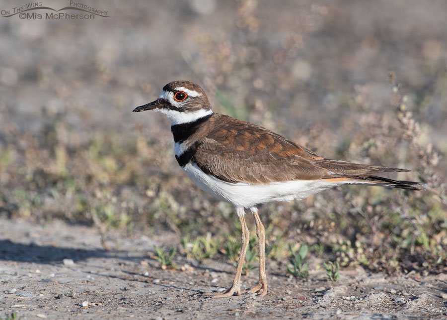 Roadside adult Killdeer Roadside adult Killdeer, Bear River Migratory Bird Refuge, Box Elder County, Utah