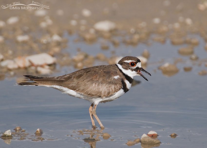Killdeer calling at Farmington Bay WMA, Davis County, Utah