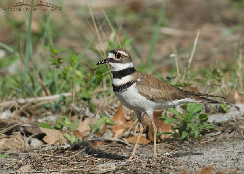 Killdeer along the woodline, Hillsborough County, Florida
