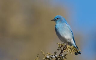 Mercur Canyon Mountain Bluebird