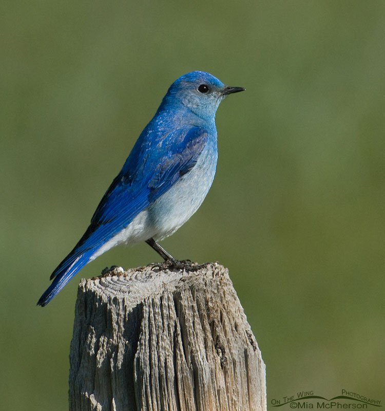 Male Mountain Bluebird, Red Rock Lakes National Wildlife Refuge, Montana