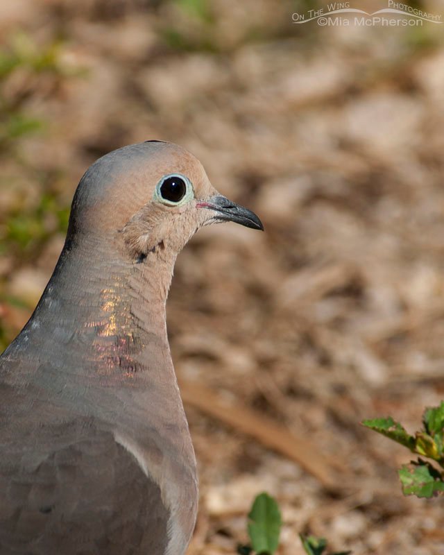 Mourning Dove portrait, Fort De Soto County Park, Pinellas County, Florida