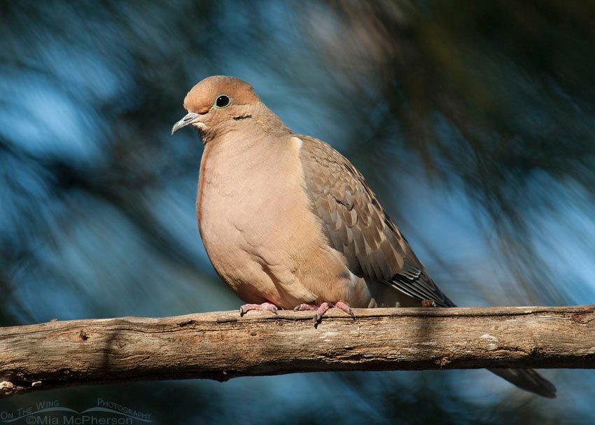 Mourning Dove perched in a pine at the north beach of Fort De Soto County Park, Pinellas County, Florida