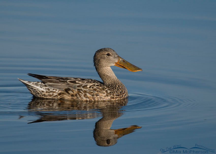 Northern Shoveler hen on a calm pond, Farmington Bay WMA, Davis County, Utah
