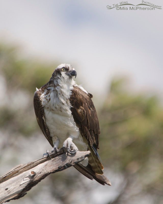 Osprey watching an eagle fly by, Honeymoon Island State Park, Pinellas County, Florida