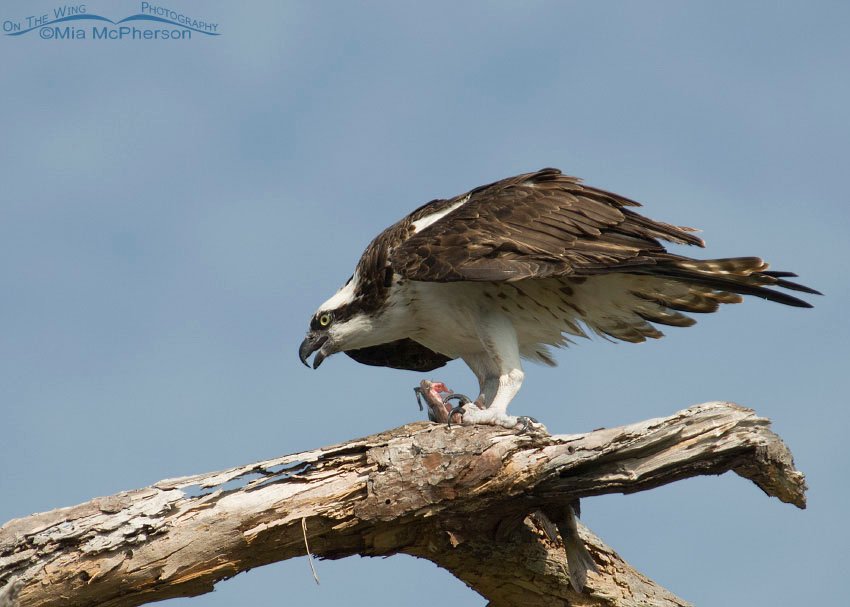 Osprey with prey on a snag, Honeymoon Island State Park, Pinellas County, Florida