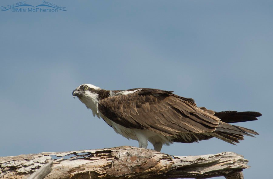 Osprey perched on snag, Honeymoon Island State Park, Pinellas County, Florida