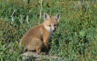 Red Fox kit taking a break from play, Bear River Migratory Bird Refuge, Box Elder County, Utah