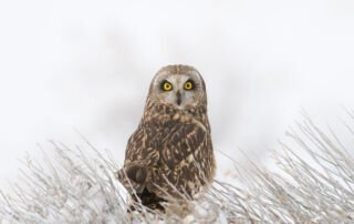 Short-eared Owl in a winter fog