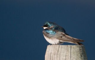 Male Tree Swallow with shaded mountains in the background
