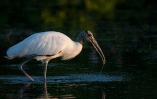 Wood Stork in a dark lagoon