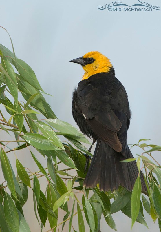 Male Yellow-headed Blackbird on a willow, Farmington Bay WMA, Davis County, Utah