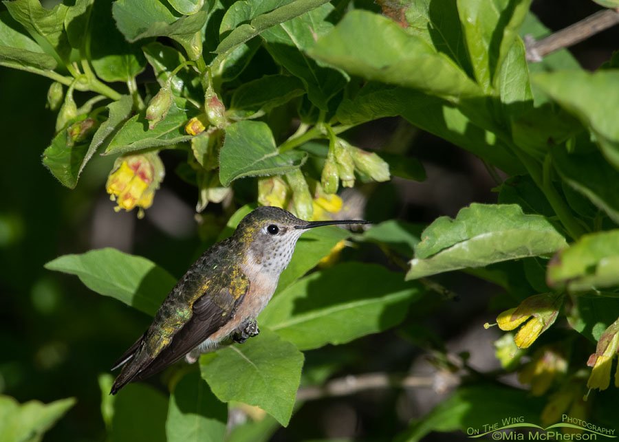 Female Broad-tailed Hummingbird perched in blooming Black Twinberry Honeysuckle, Wasatch Mountains, Summit County, Utah