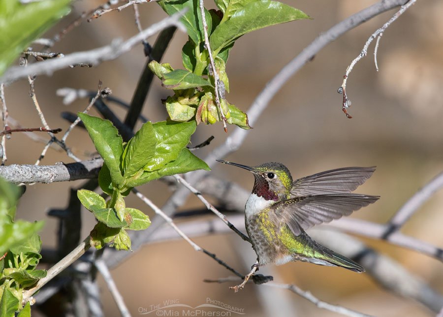 Broad-tailed Hummingbird male landing on a tiny twig, Wasatch Mountains, Summit County, Utah