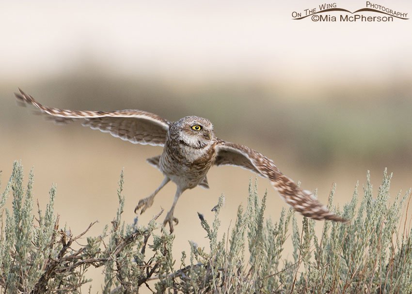 Adult Burrowing Owl lifting off, Antelope Island State Park, Davis County, Utah