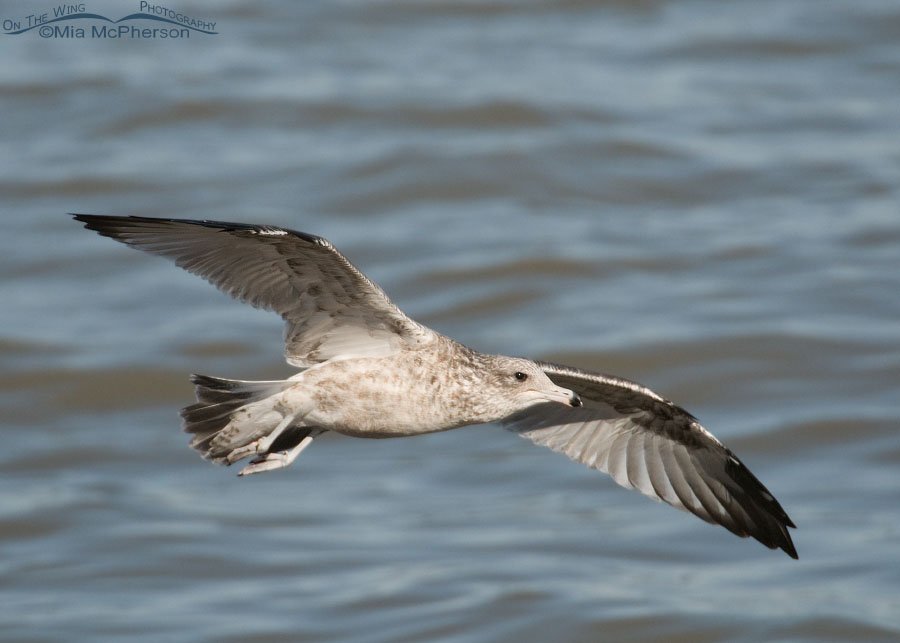 First fall California Gull in flight, Antelope Island State Park, Davis County, Utah