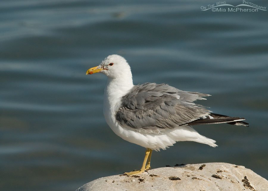 Fluffed up adult California Gull, Antelope Island State Park, Davis County, Utah