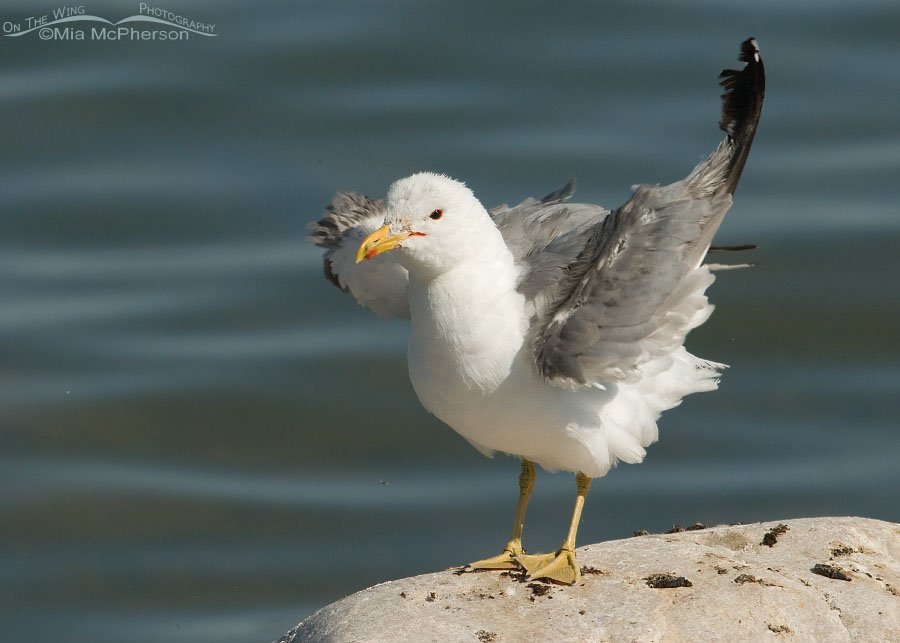 Adult California Gull shaking, Antelope Island State Park, Davis County, Utah