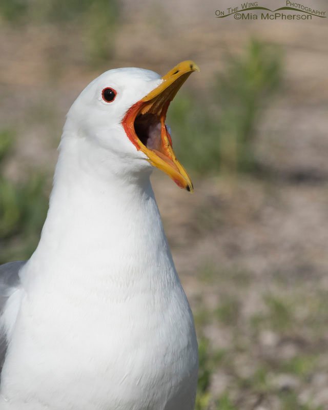 California Gull with bill open wide, Antelope Island State Park, Davis County, Utah