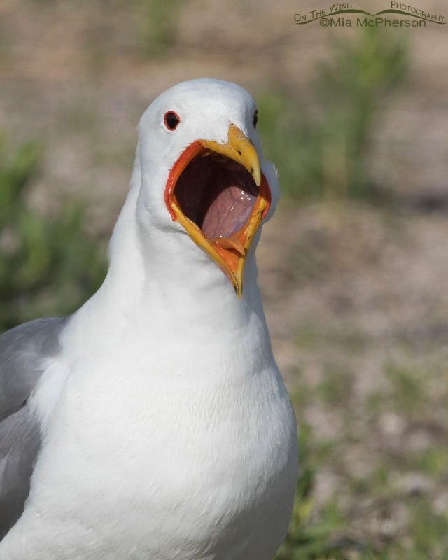 California Gull with its bill wide open, Antelope Island State Park, Davis County, Utah