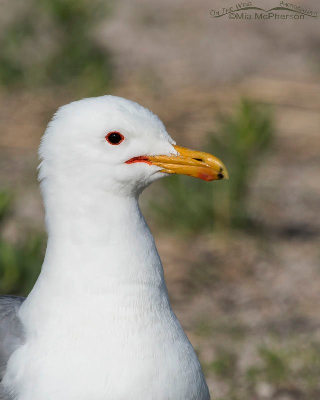California Gull up close in breeding plumage, Antelope Island State Park, Davis County, Utah