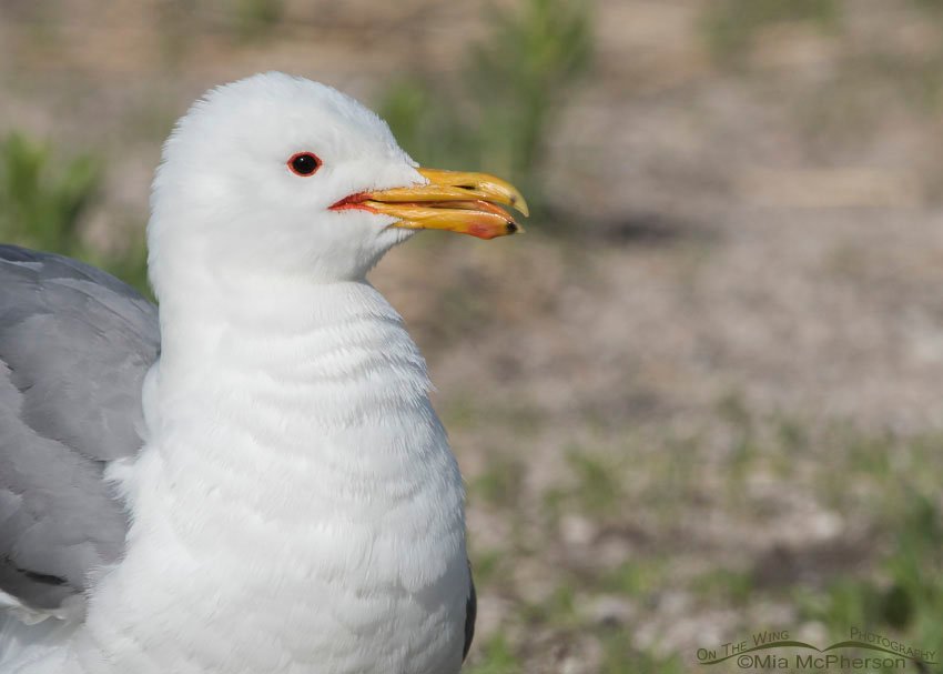 Fluffed up California Gull in breeding plumage, Antelope Island State Park, Davis County, Utah