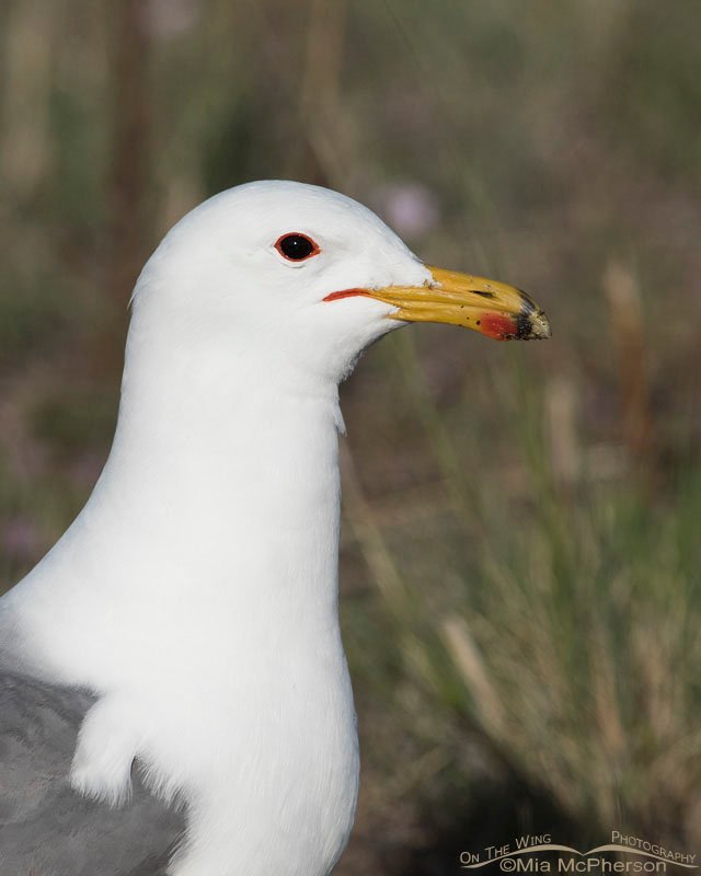 California Gull in breeding plumage California Gull Images