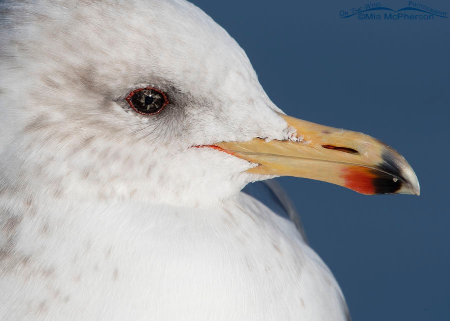 California Gull with snowflake obsidian eyes, Salt Lake County, Utah