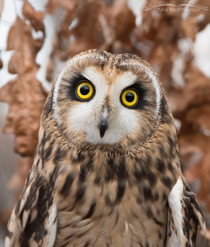 Galileo outside of his mew (C), Salt Lake County, Utah