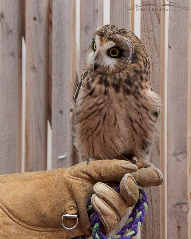 Galileo the Short-eared Owl in his mew, Salt Lake County, Utah