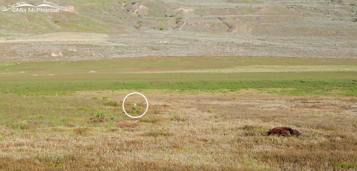 Short-eared Owl location revealed, Box Elder County, Utah