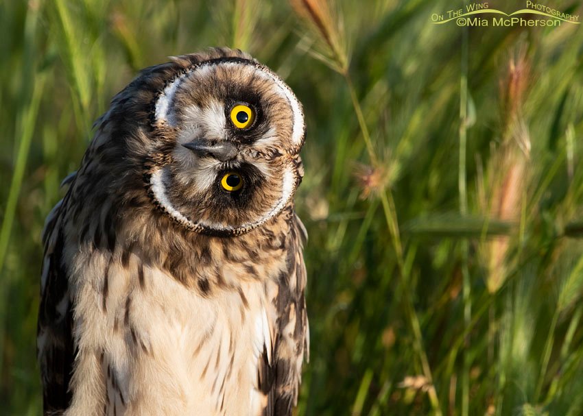 Close up of a curious Short-eared Owl fledgling, Box Elder County, Utah