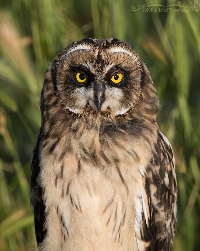 Portrait of a fledgling Short-eared Owl head on, Box Elder County, Utah