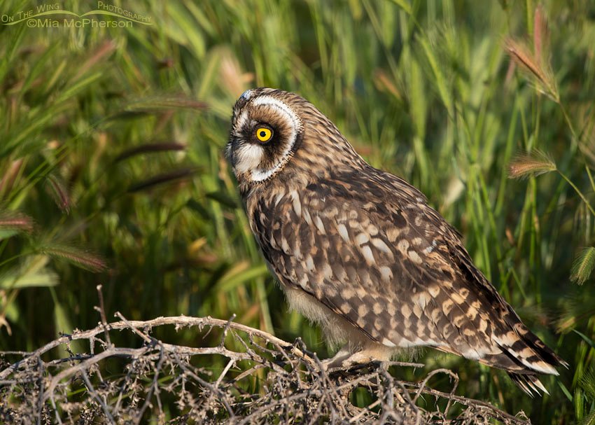Fledgling Short-eared Owl perched on tumbleweed in early morning light, Box Elder County, Utah