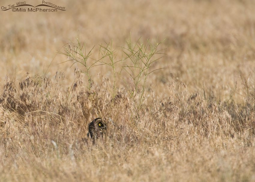 Hidden juvenile Short-eared Owl, Antelope Island State Park, Davis County, Utah