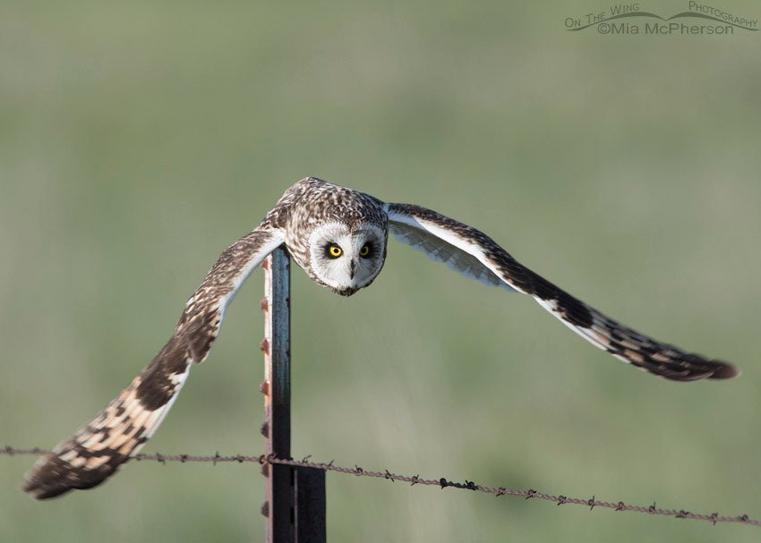 Male Short-eared Owl diving for prey, Box Elder County, Utah