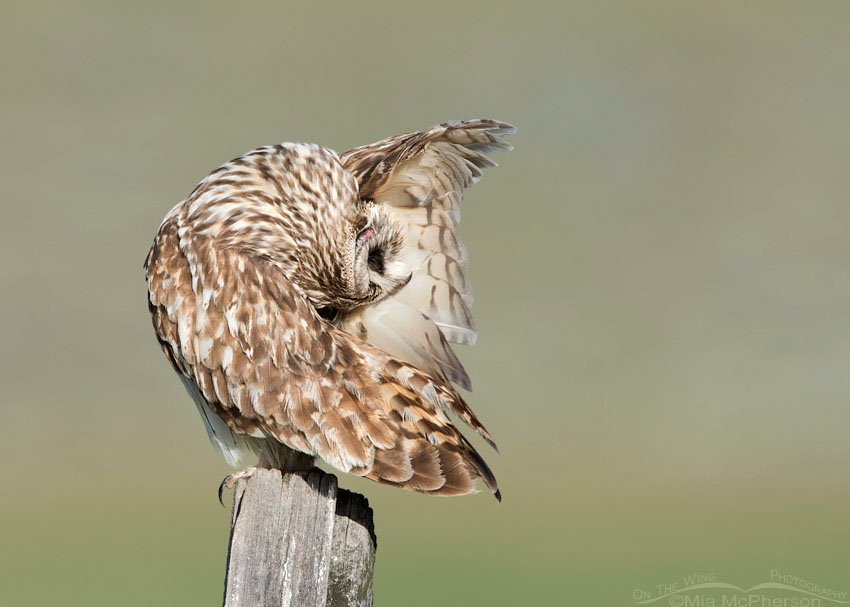 Male Short-eared Owl with exposed ear canal, Box Elder County, Utah