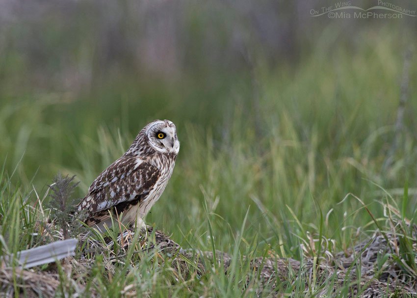 Low light Short-eared Owl in Idaho, Clark County