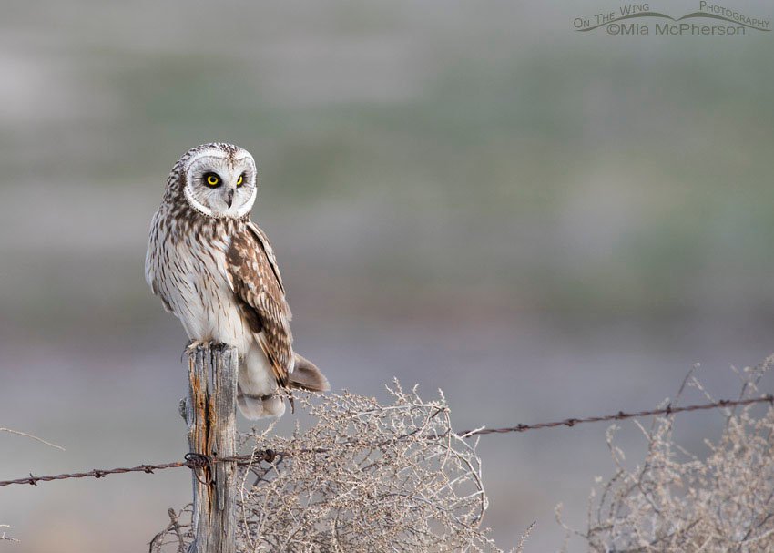 Short-eared Owl looking for prey from a fence post in Box Elder County, Utah