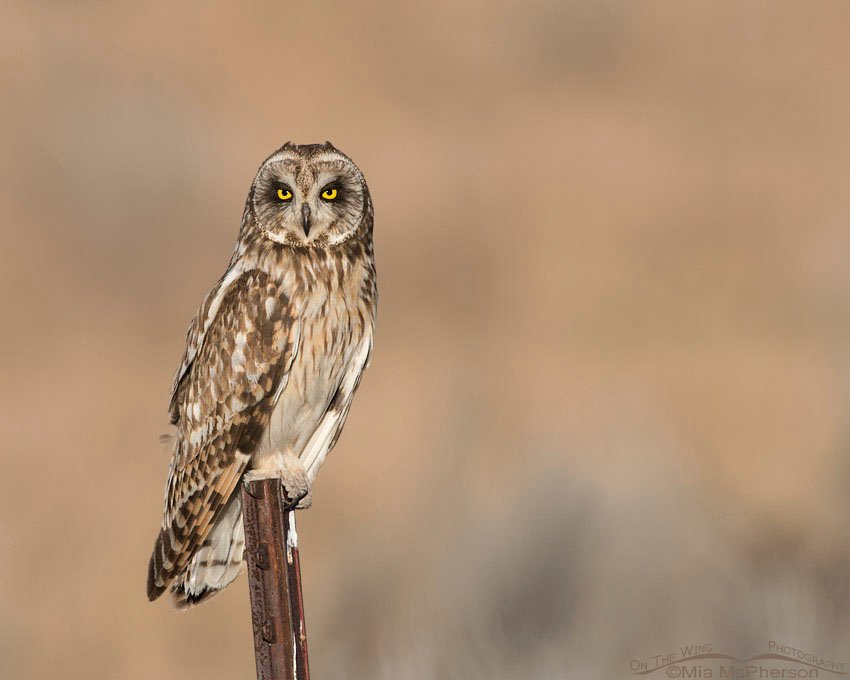 Male Short-eared Owl on a rusty fence post, Box Elder County, Utah