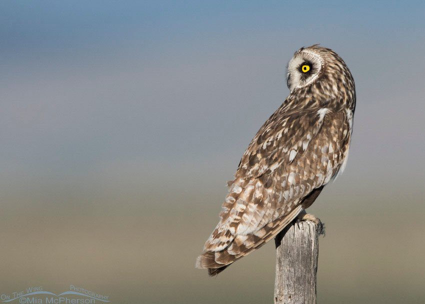 Early morning male Short-eared Owl in Montana, Centennial Valley, Beaverhead County