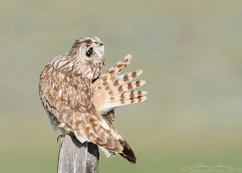 Preening Short-eared Owl male with spread tail, Box Elder County, Utah