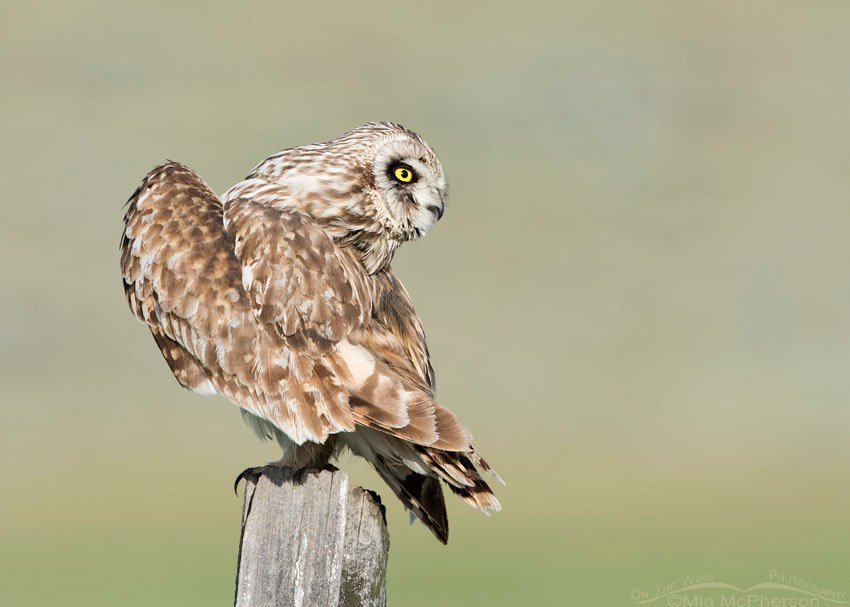 Short-eared Owl looking backwards, Box Elder County, Utah