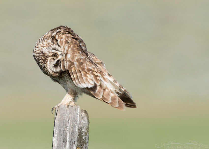 Short-eared Owl male preening under its wing, Box Elder County, Utah