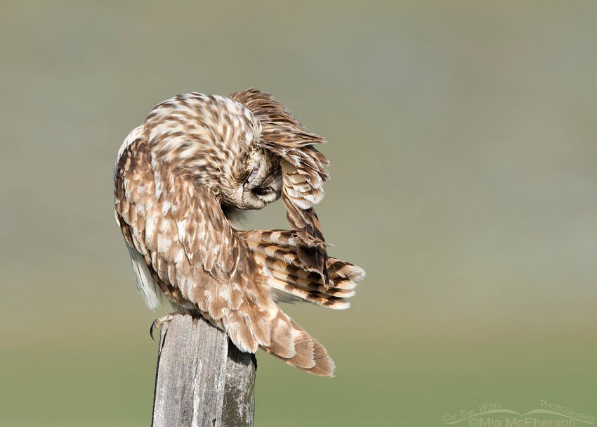 Short-eared Owl contorted preening pose, Box Elder County, Utah
