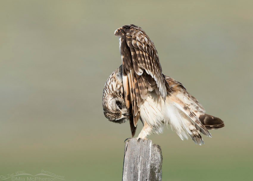 Short-eared Owl preening its wingtip, Box Elder County, Utah