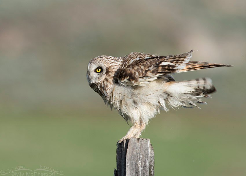 Rousing male Short-eared Owl, Box Elder County, Utah