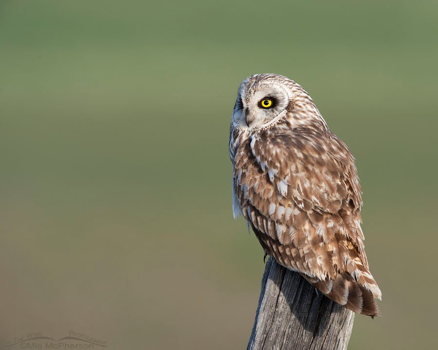 Male Short-eared Owl looking out over green fields, Box Elder County, Utah