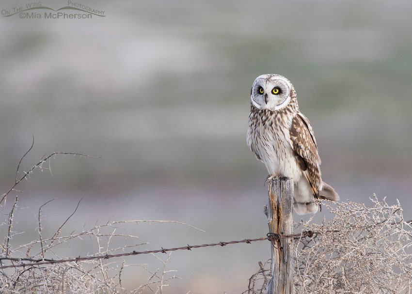 Tumbleweeds with a male Short-eared Owl, Box Elder County, Utah